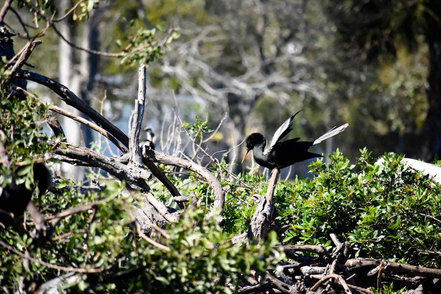 Venice Rookery