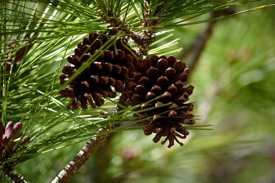 Myakka Forest