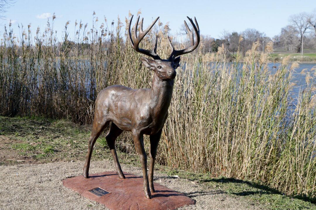 Zoo Trail Statues - Whitetail 02-06-20 03