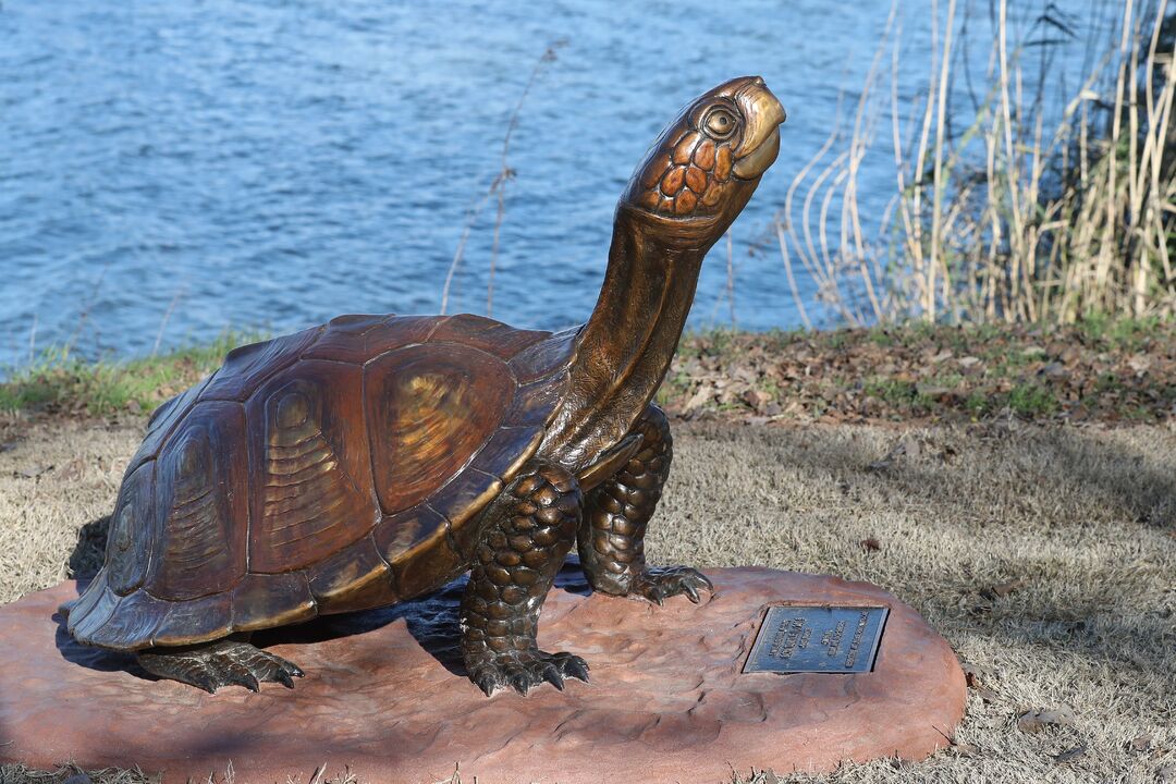 Zoo Trail Statues - Box Turtle II 02-06-20 03