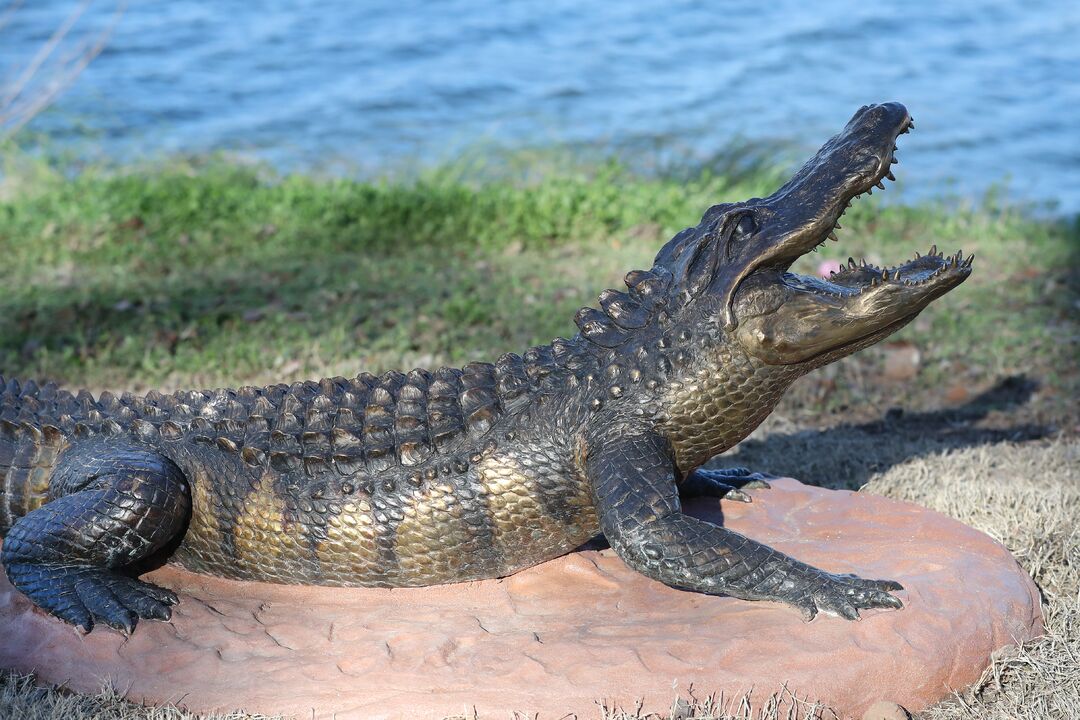 Zoo Trail Statues - American Alligator 02-06-20 01