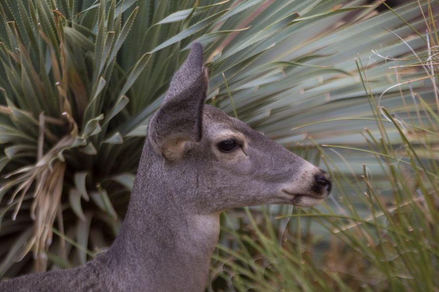 Arizona-Sonora Desert Museum, Tucson_credit Pedro J. Berruecos