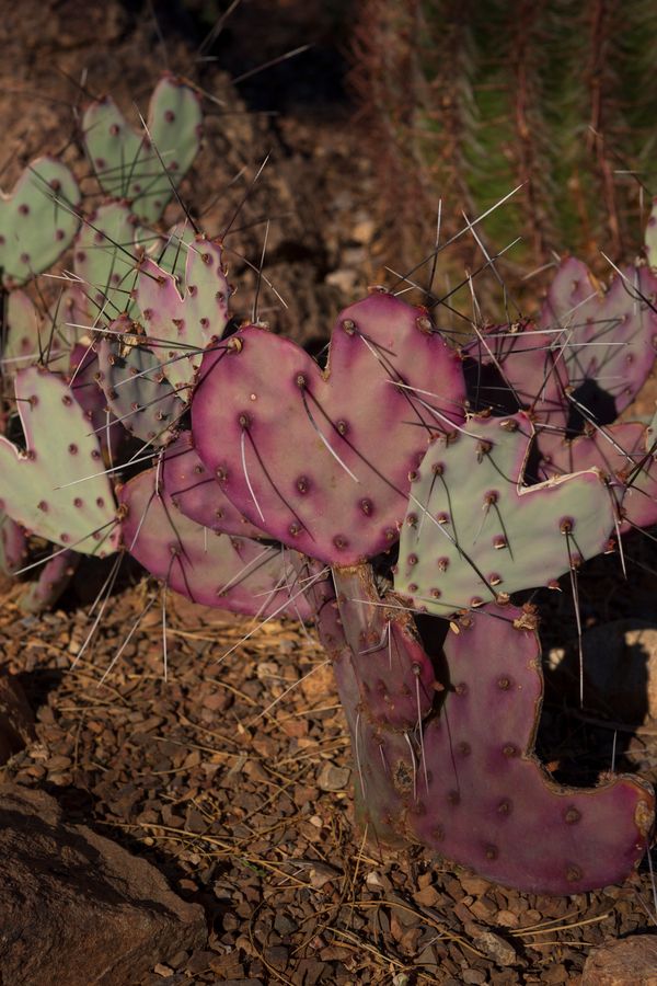 Arizona-Sonora Desert Museum, Tucson_credit Pedro J. Berruecos