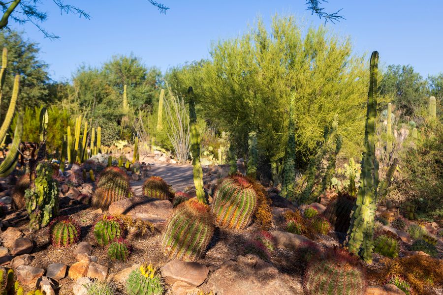 Arizona-Sonora Desert Museum, Tucson_credit Pedro J. Berruecos