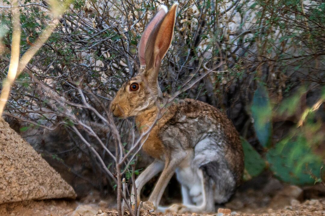 Arizona-Sonora Desert Museum