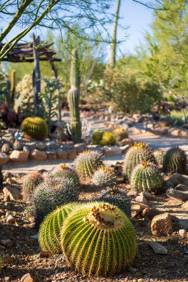 Arizona-Sonora Desert Museum, Tucson_credit Pedro J. Berruecos