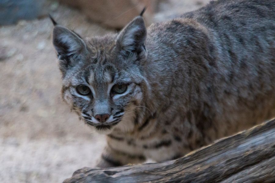 Arizona-Sonora Desert Museum, Tucson_credit Pedro J. Berruecos