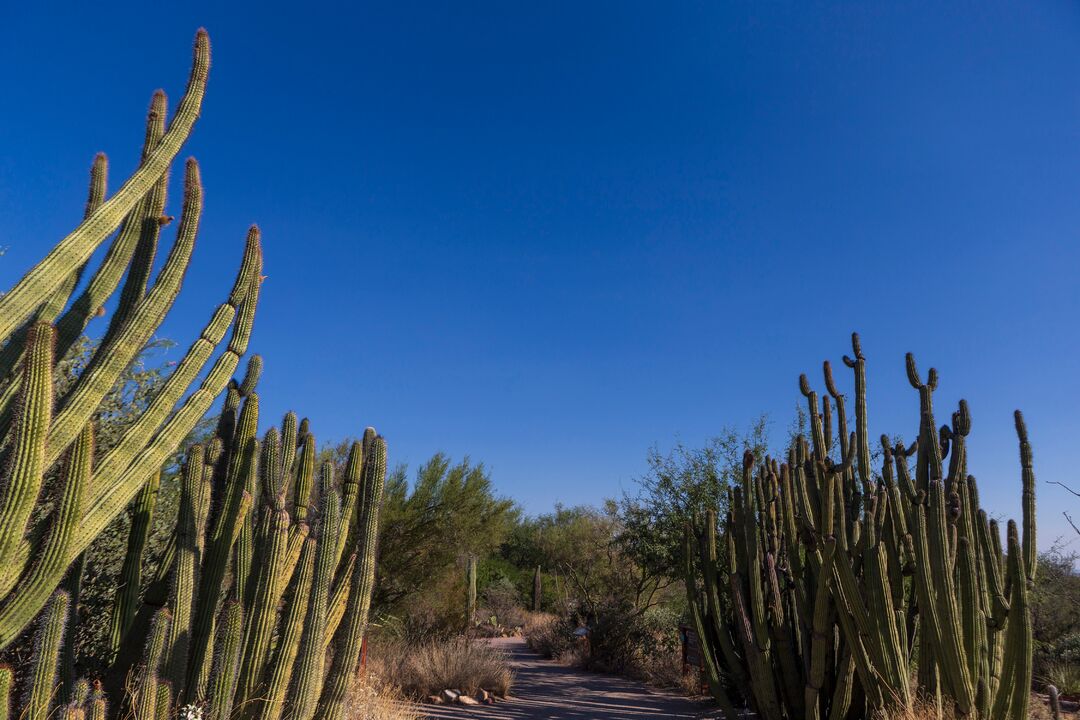 Arizona-Sonora Desert Museum