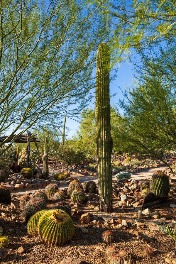 Arizona-Sonora Desert Museum, Tucson_credit Pedro J. Berruecos