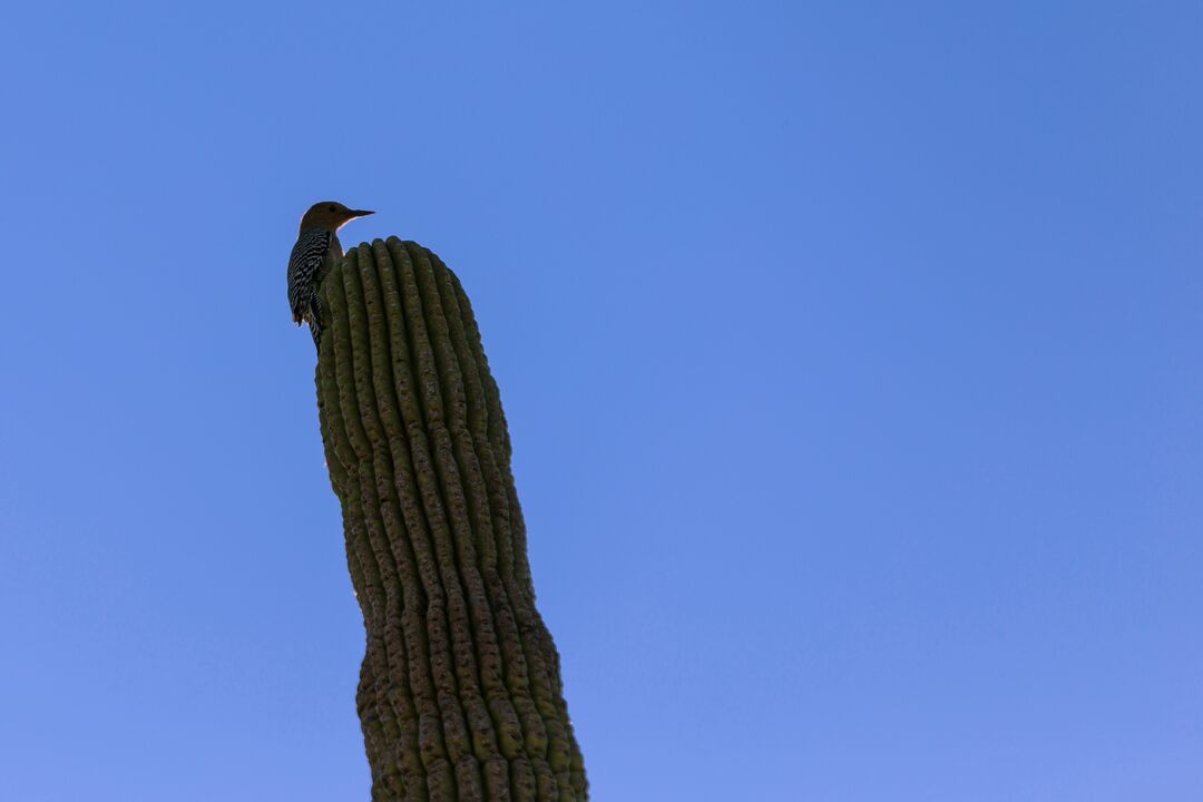 Arizona-Sonora Desert Museum