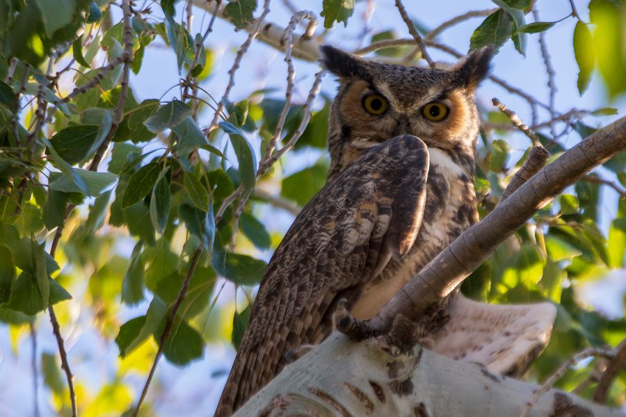 Arizona-Sonora Desert Museum, Tucson_credit Pedro J. Berruecos