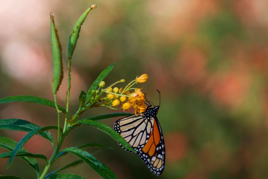 Arizona-Sonora Desert Museum, Tucson_credit Pedro J. Berruecos