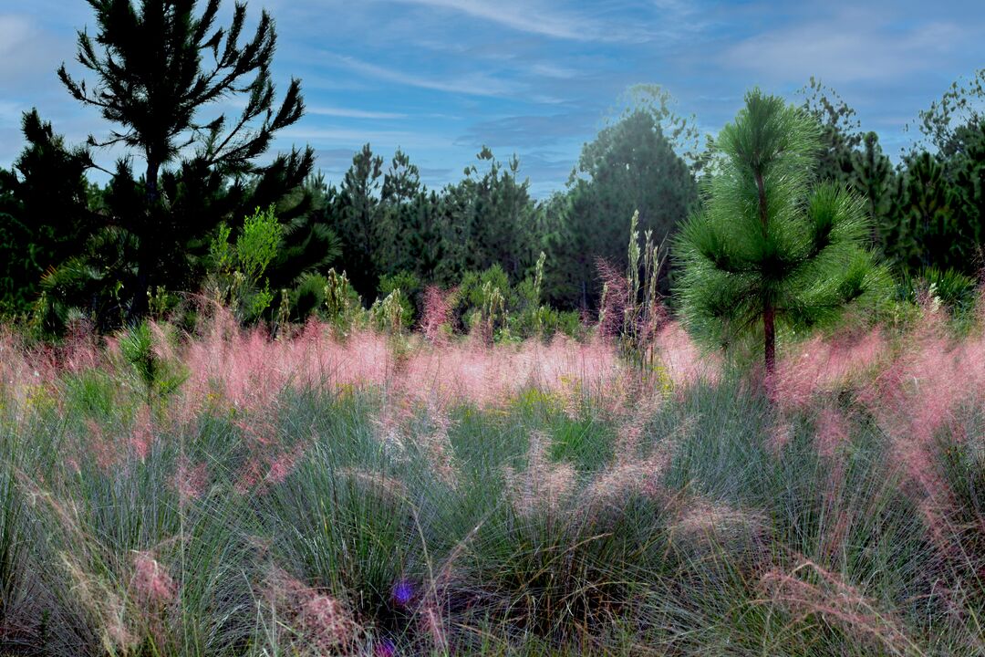 Weekiwachee Preserve Pink Grass 1