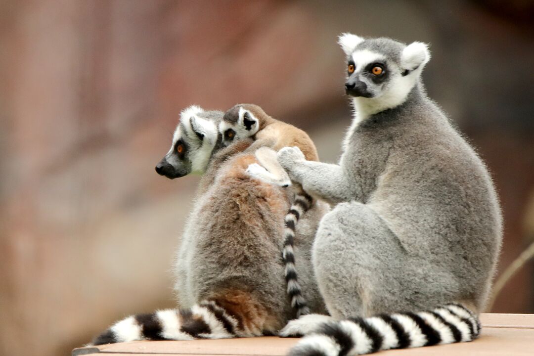 Waco - Cameron Park Zoo - Lemur Babies 05-12-20 17