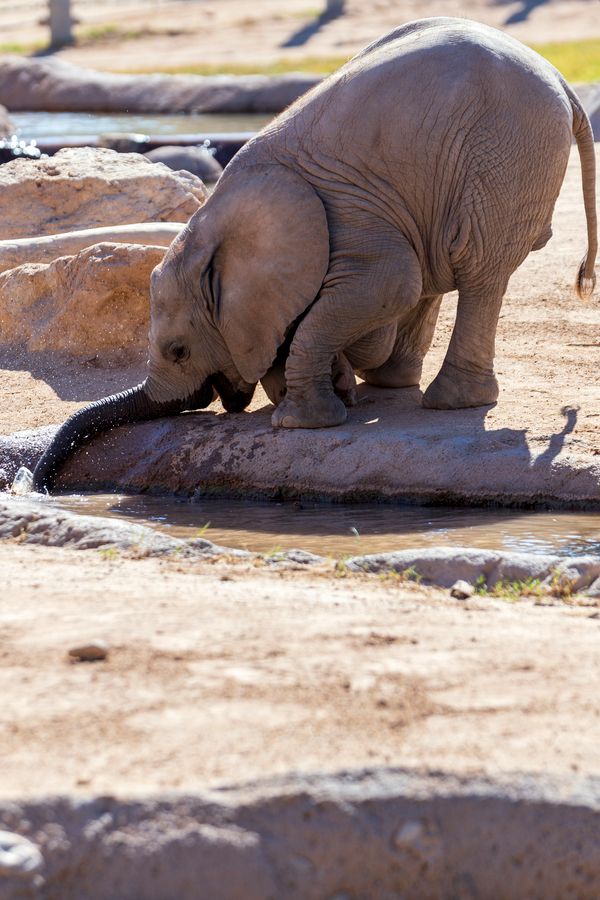 Reid Park Zoo,Tucson_Credit Andrés Lobato