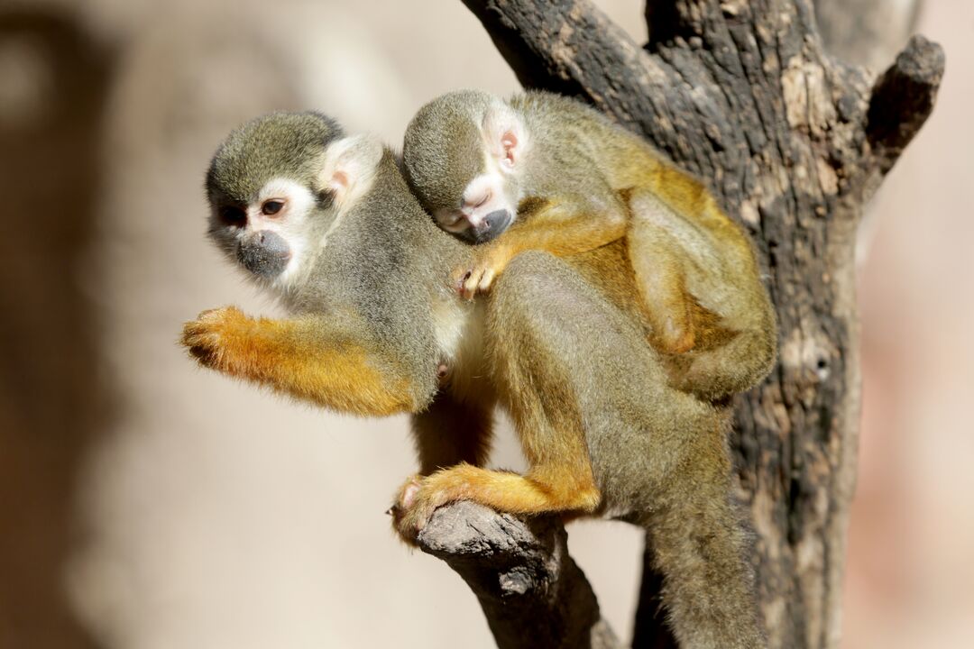 Waco - Cameron Park Zoo - Squirrel Monkey - Baby 10-31-20 03