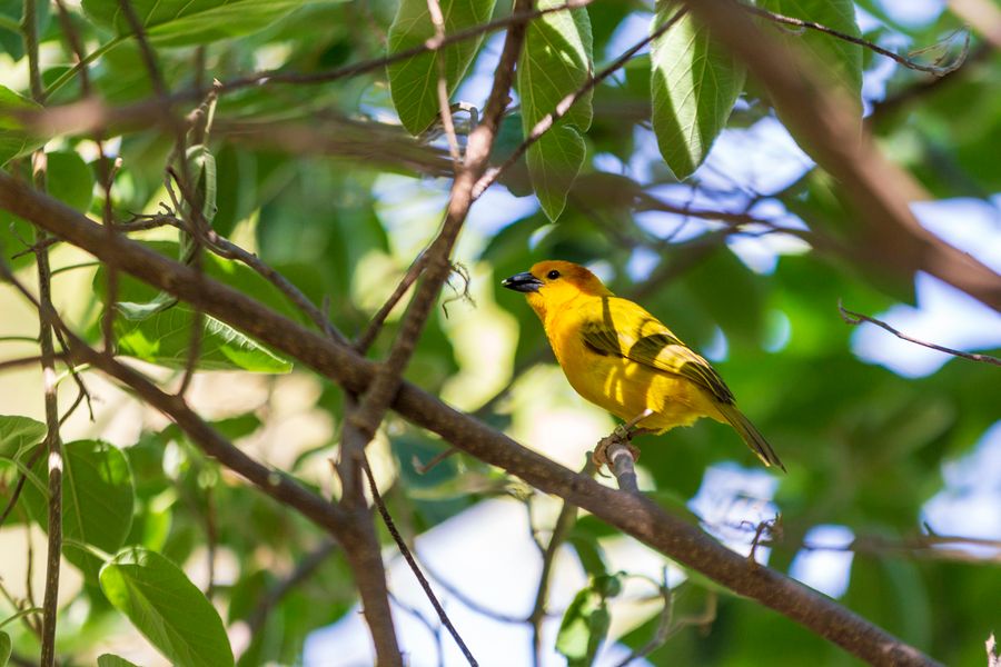 Reid Park Zoo,Tucson_Credit Andrés Lobato