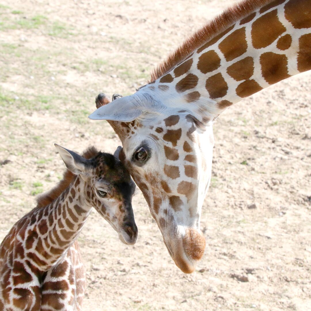 Waco - Cameron Park Zoo - Giraffe - Baby 02-03-21 15