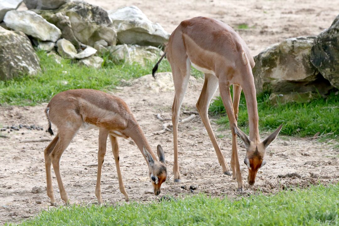 Waco - Cameron Park Zoo - Gerenuk 02-17-20 09