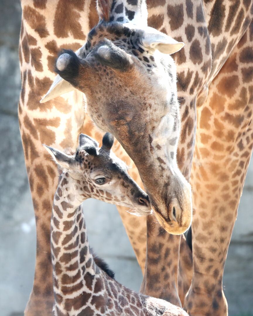 Waco - Cameron Park Zoo - Giraffe - Baby 02-03-21 26