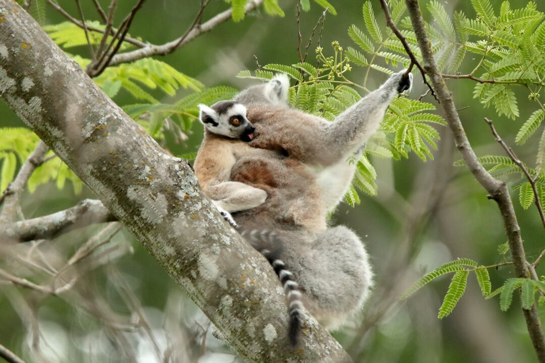 Waco - Cameron Park Zoo - Lemur Babies 05-12-20 13