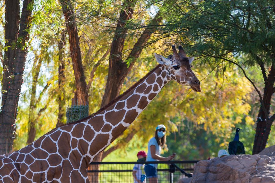 Reid Park Zoo, Tucson_Credit Andrés Lobato