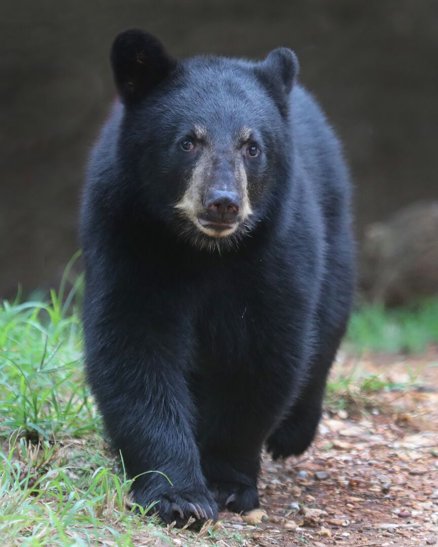 Waco - Cameron Park Zoo - Black Bear Cub 09-10-20 26