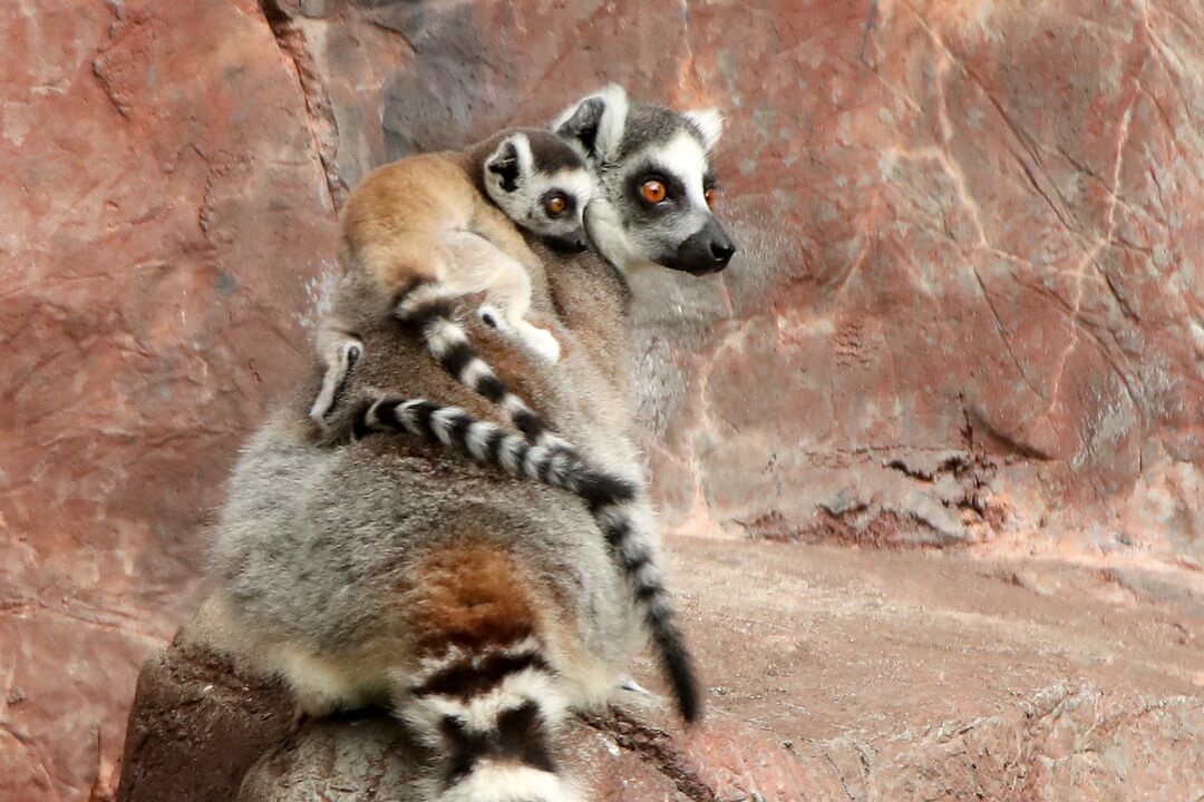 Waco - Cameron Park Zoo - Lemur Babies 05-12-20 07