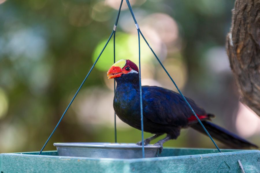 Reid Park Zoo,Tucson_Credit Andrés Lobato