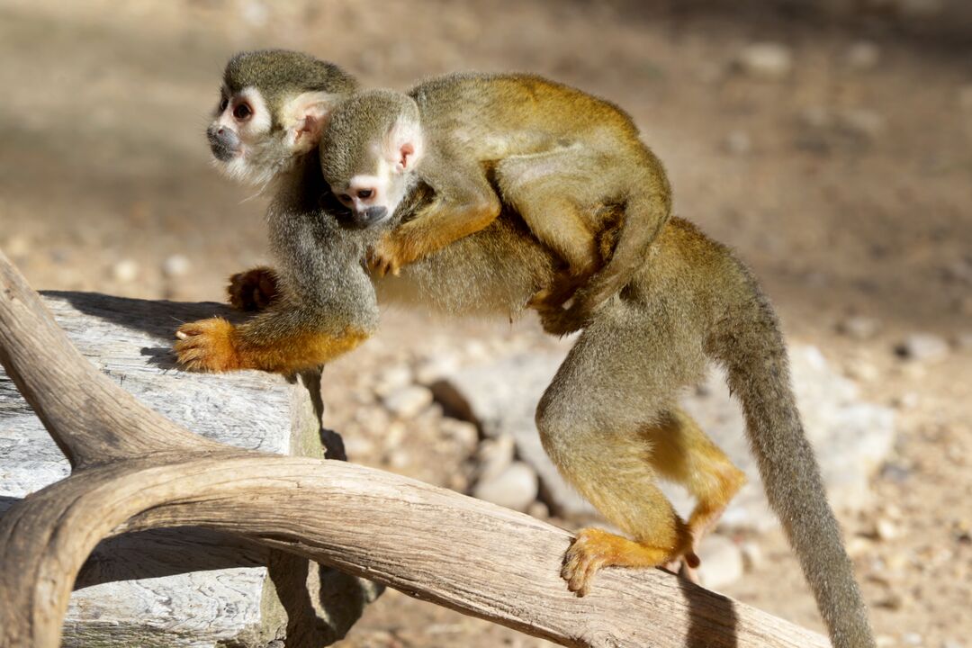 Waco - Cameron Park Zoo - Squirrel Monkey - Baby 10-31-20 01