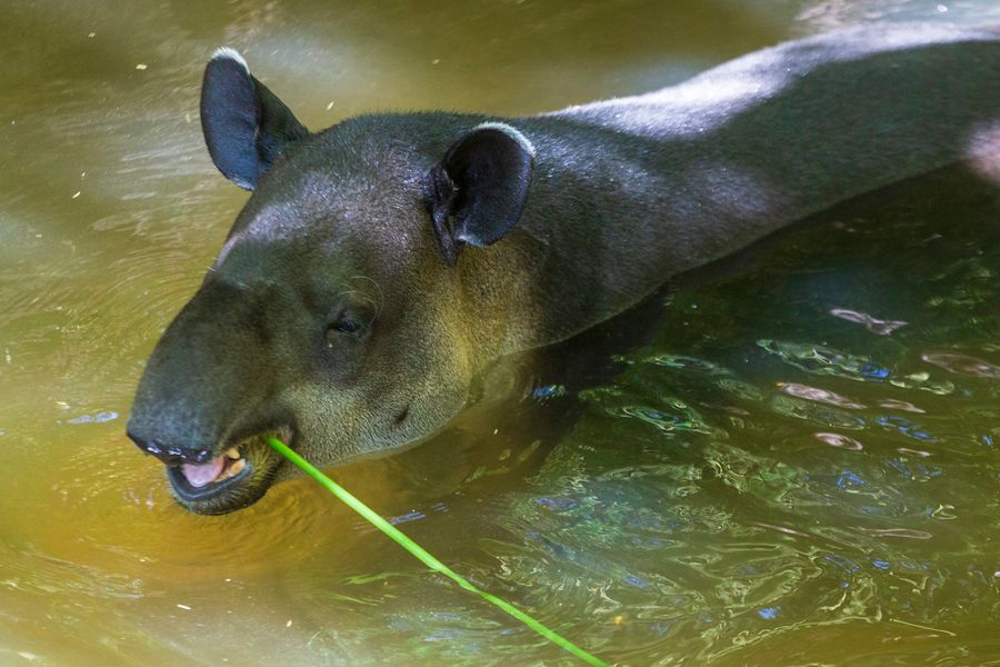 Reid Park Zoo, Tucson_credit Andrés Lobato