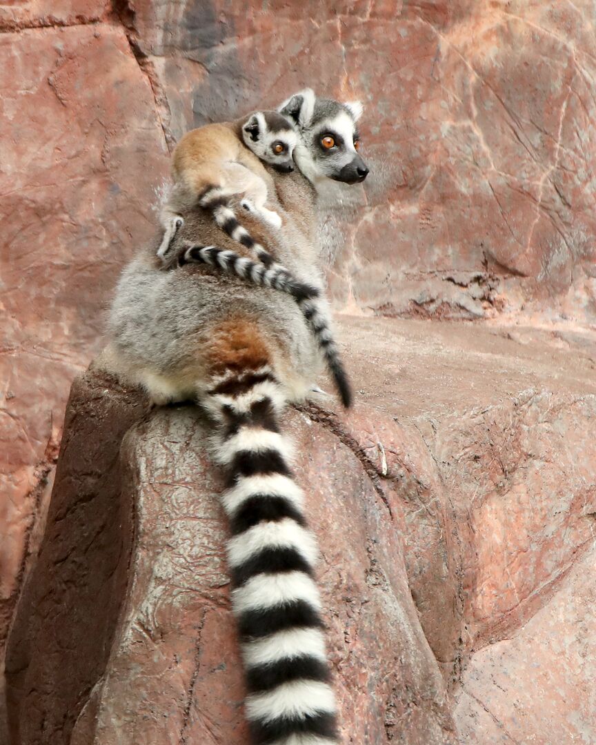 Waco - Cameron Park Zoo - Lemur Babies 05-12-20 06