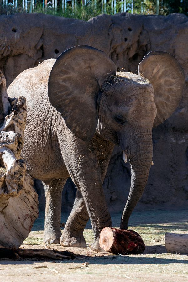 Reid Park Zoo,Tucson_Credit Andrés Lobato