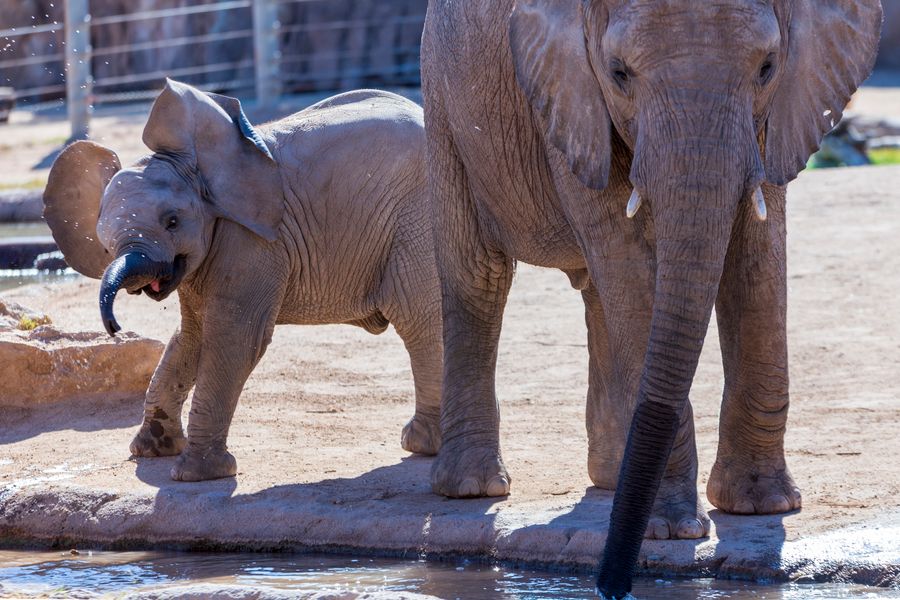 Reid Park Zoo,Tucson_Credit Andrés Lobato