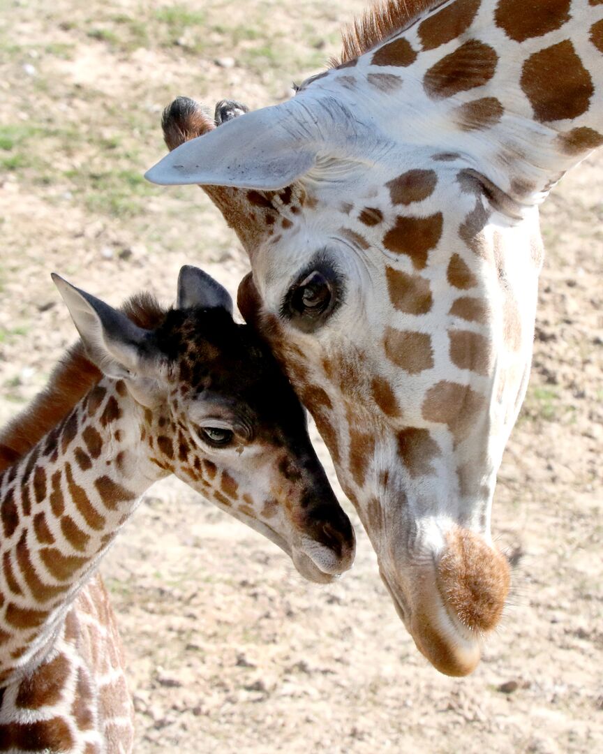 Waco - Cameron Park Zoo - Giraffe - Baby 02-03-21 14