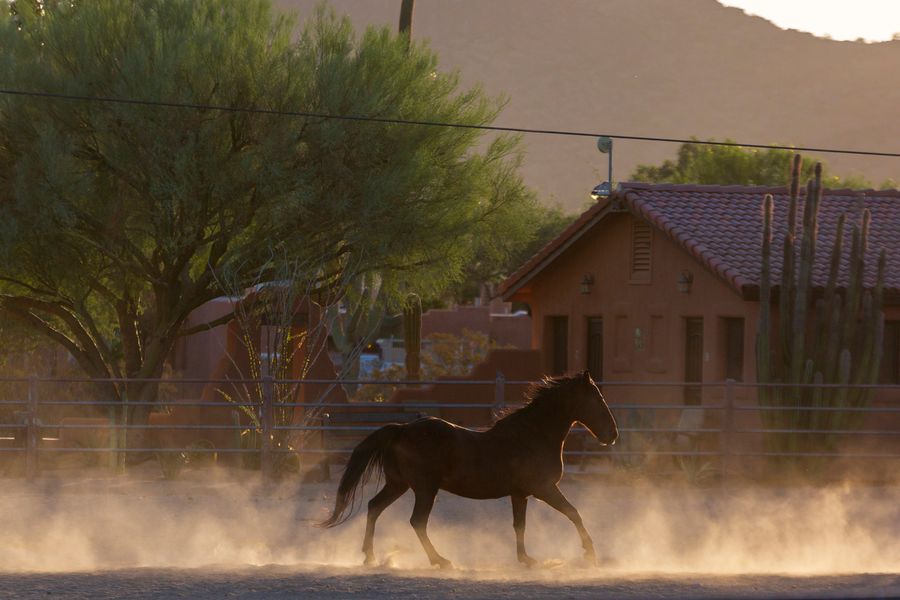 White Stallion Ranch, Tucson_credit Andrés Lobato