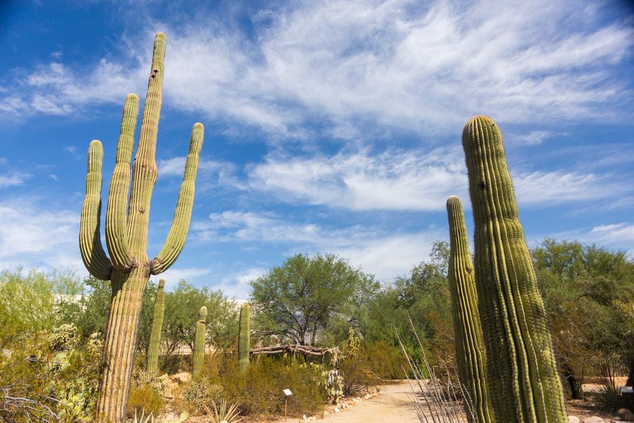 Tucson Botanical Gardens, Tucson_credit Andrés Lobato