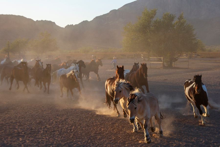 White Stallion Ranch, Tucson_credit Andrés Lobato