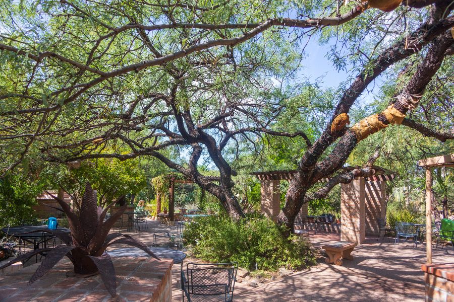 Tucson Botanical Gardens, Tucson_credit Andrés Lobato