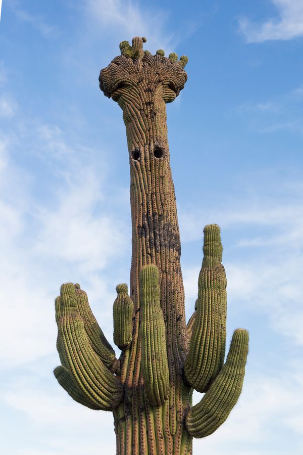 Tohono Chul, Tucson _ Credit Andrés Lobato