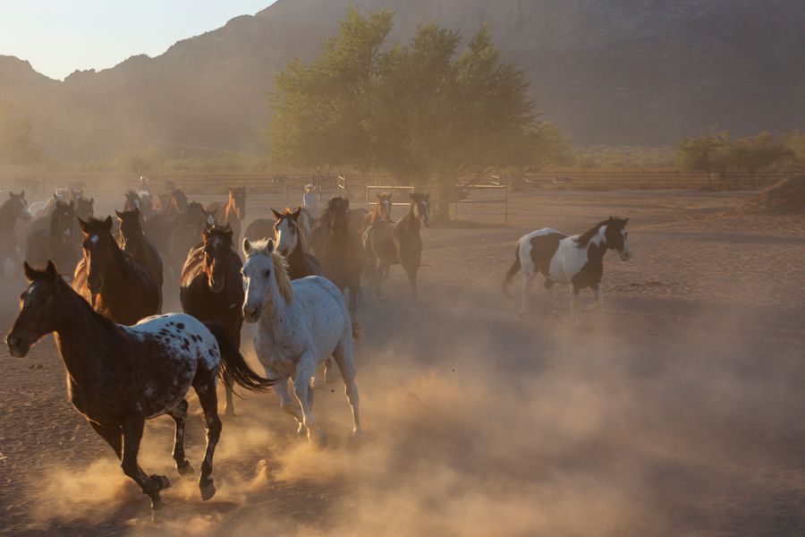 White Stallion Ranch, Tucson_credit Andrés Lobato