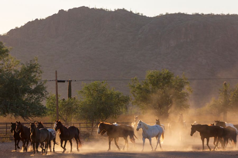 White Stallion Ranch, Tucson_credit Andrés Lobato