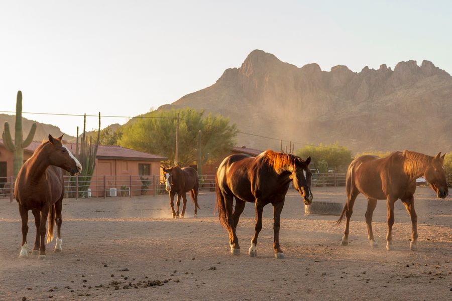 White Stallion Ranch, Tucson_credit Andrés Lobato