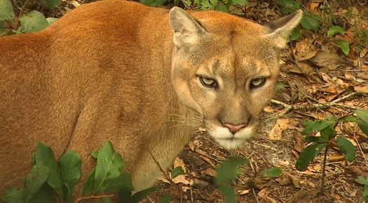 Florida Panther in Big Cypress National Preserve