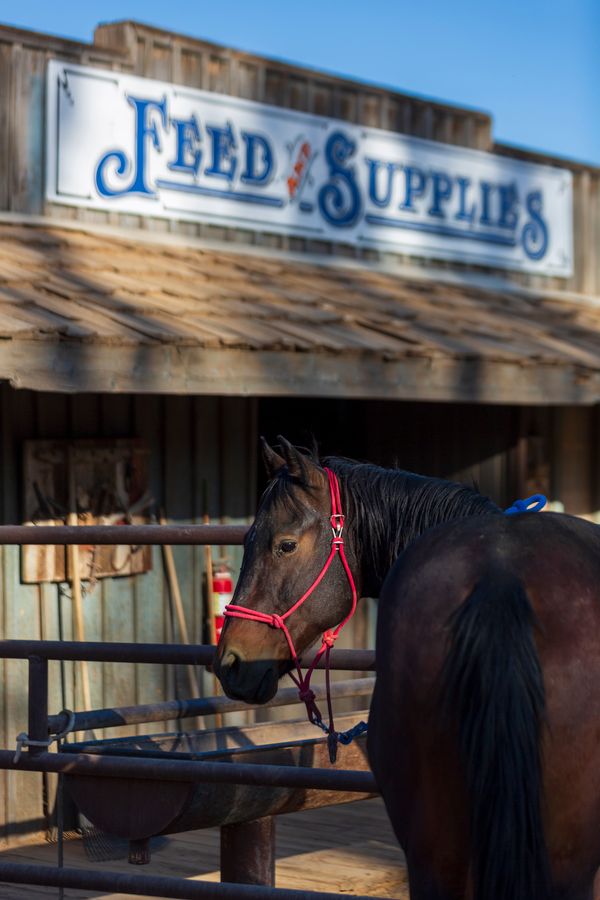 White Stallion Ranch, Tucson_credit Andrés Lobato