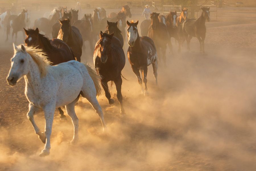 White Stallion Ranch, Tucson_credit Andrés Lobato