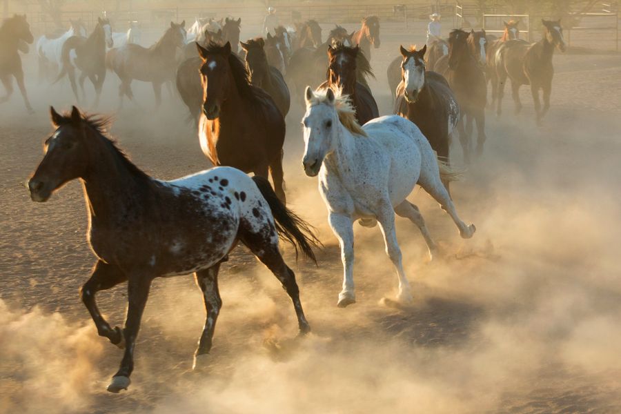 White Stallion Ranch, Tucson_credit Andrés Lobato