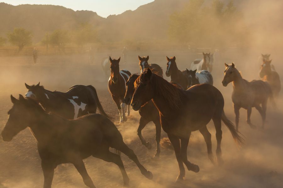 White Stallion Ranch, Tucson_credit Andrés Lobato