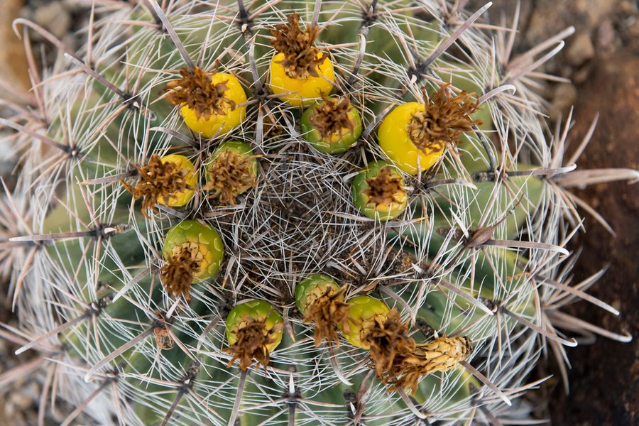 Arizona-Sonora Desert Museum