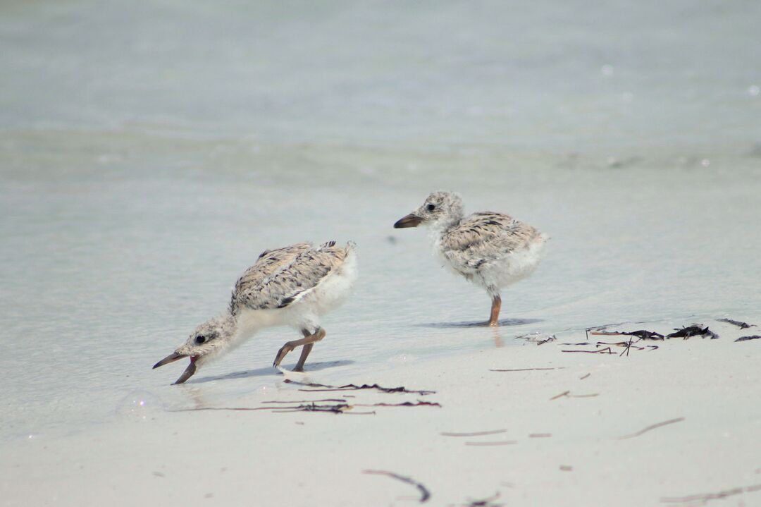 Wildlife